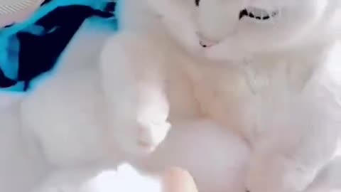 A family of marshmallows