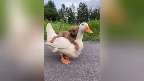 Cute and funny animals😍
