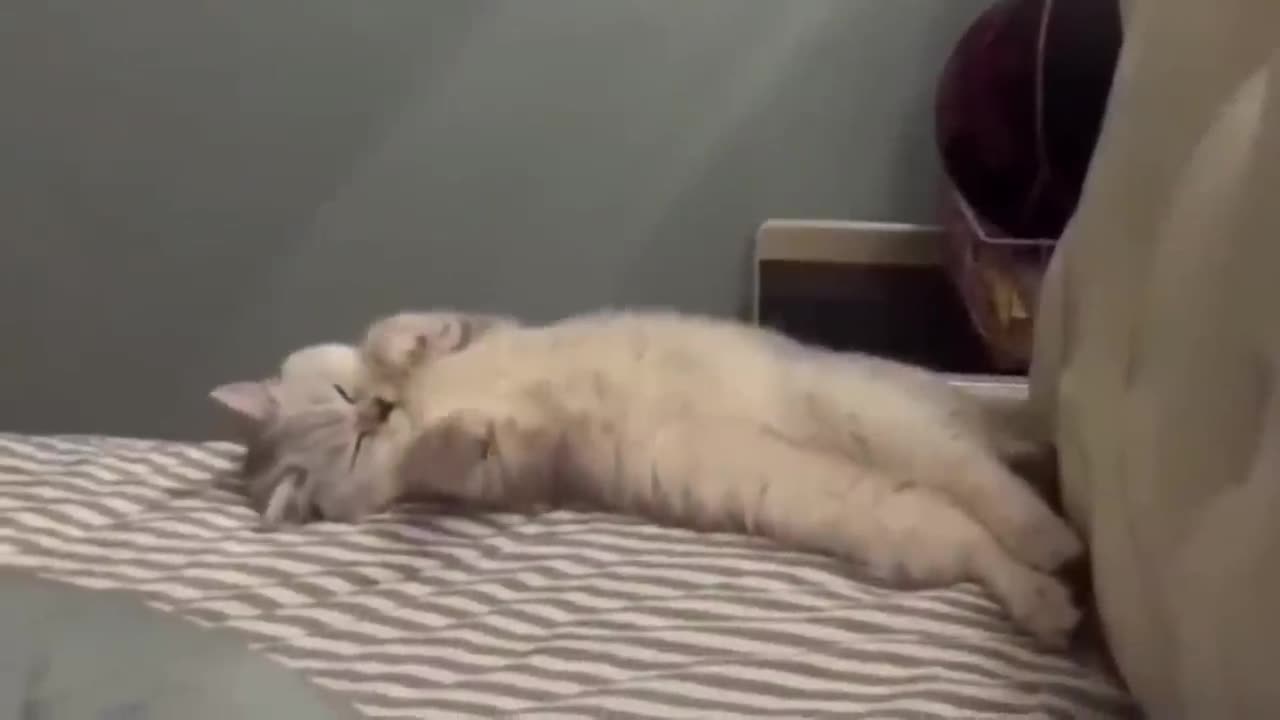 Funniest Cats and Dogs Clips Compilation 2025 - Try Not To Laugh ;)