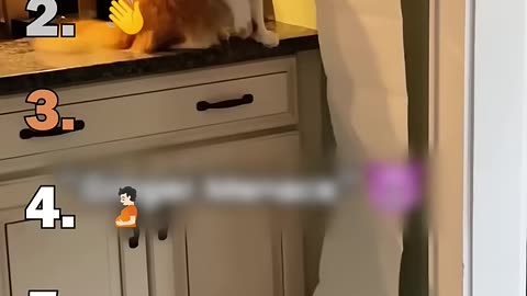Ranking Best Cats Speaking English Moments