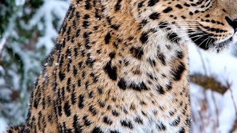 Far Eastern leopard.