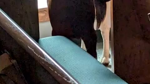 TheDC Shorts - Goat Committing Robbery CAUGHT ON CAMERA