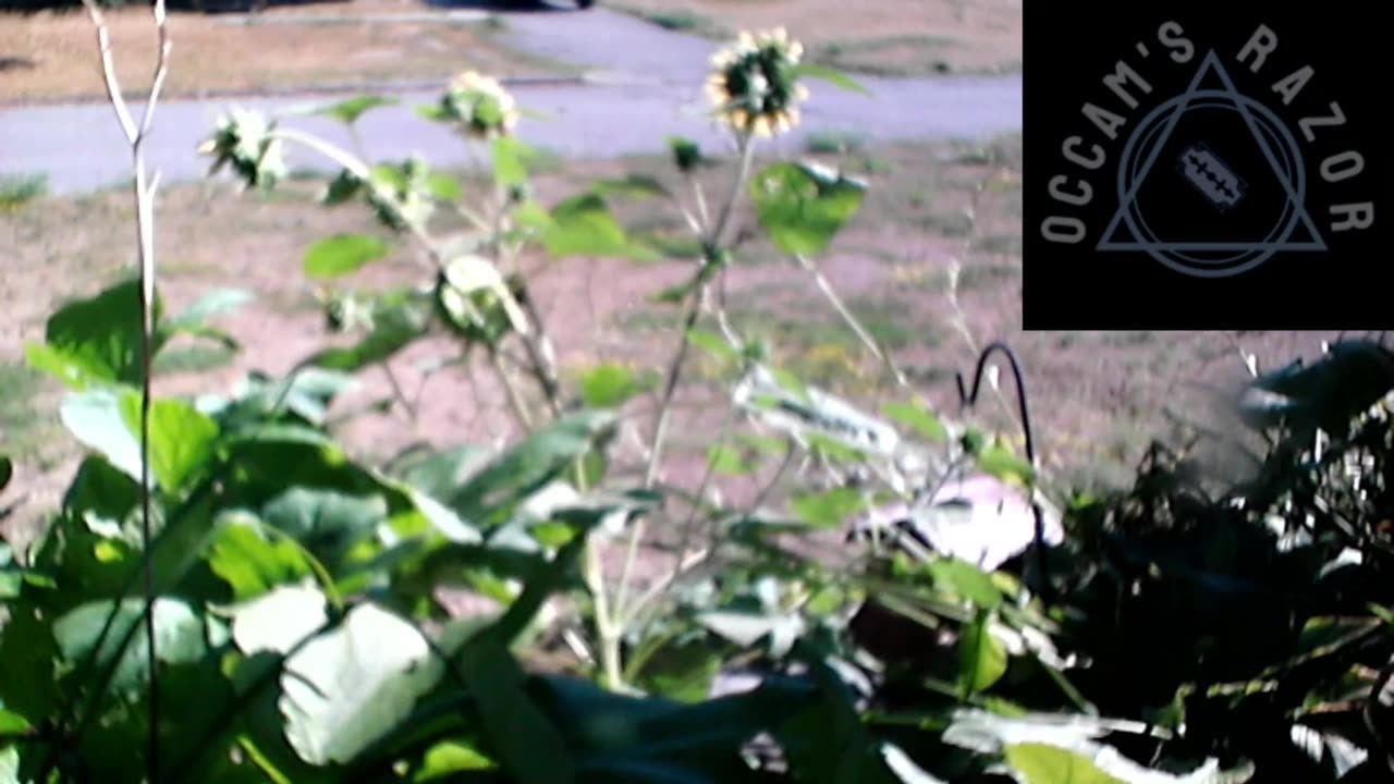 Butch the Sunflower