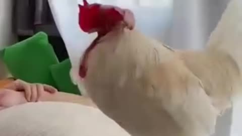 Funny videos 🤣 of cock