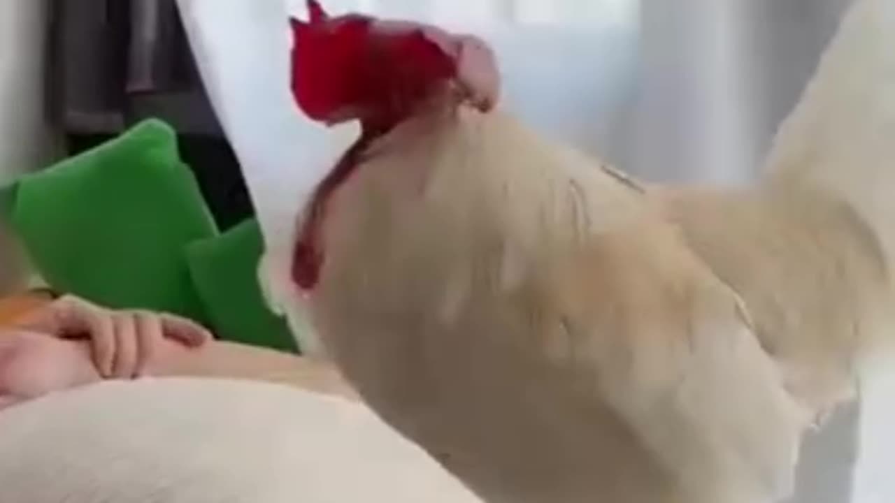 Funny videos 🤣 of cock