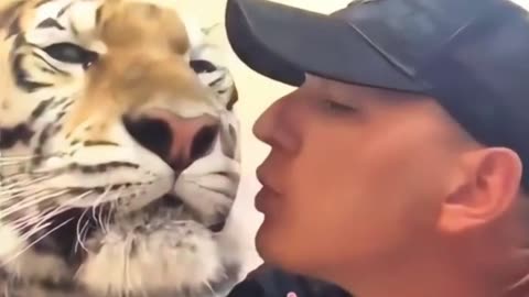 While out for a walk, a family stumbled upon a lonely tiger cub crying on the road then ।।