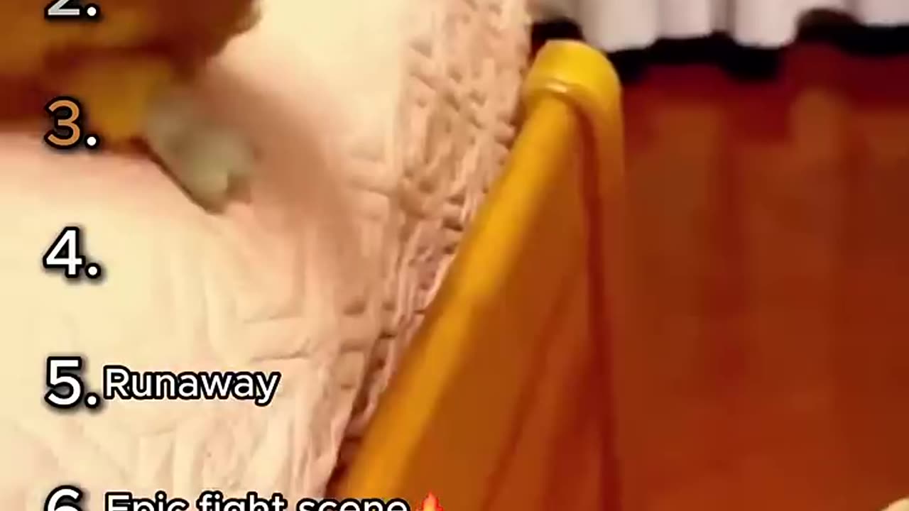 best cat pranks moments