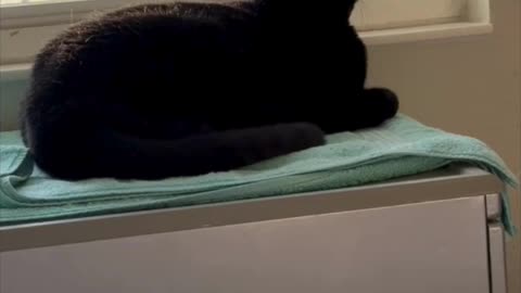 Precious Piper Wants to Join the Neighborhood Watch - Adopting a Cat from a Shelter Vlog #shorts