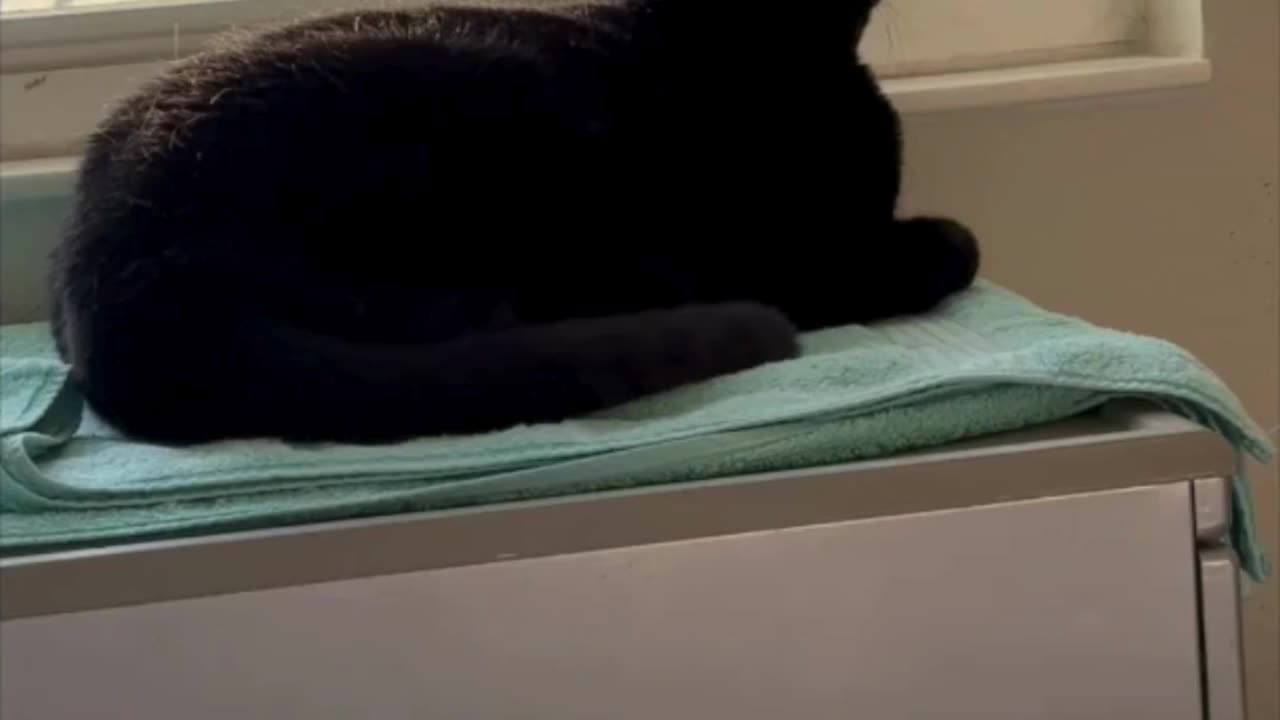 Precious Piper Wants to Join the Neighborhood Watch - Adopting a Cat from a Shelter Vlog #shorts
