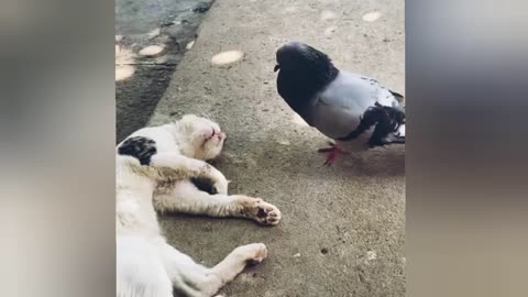 "Watch These Fails and Try Not to Laugh"