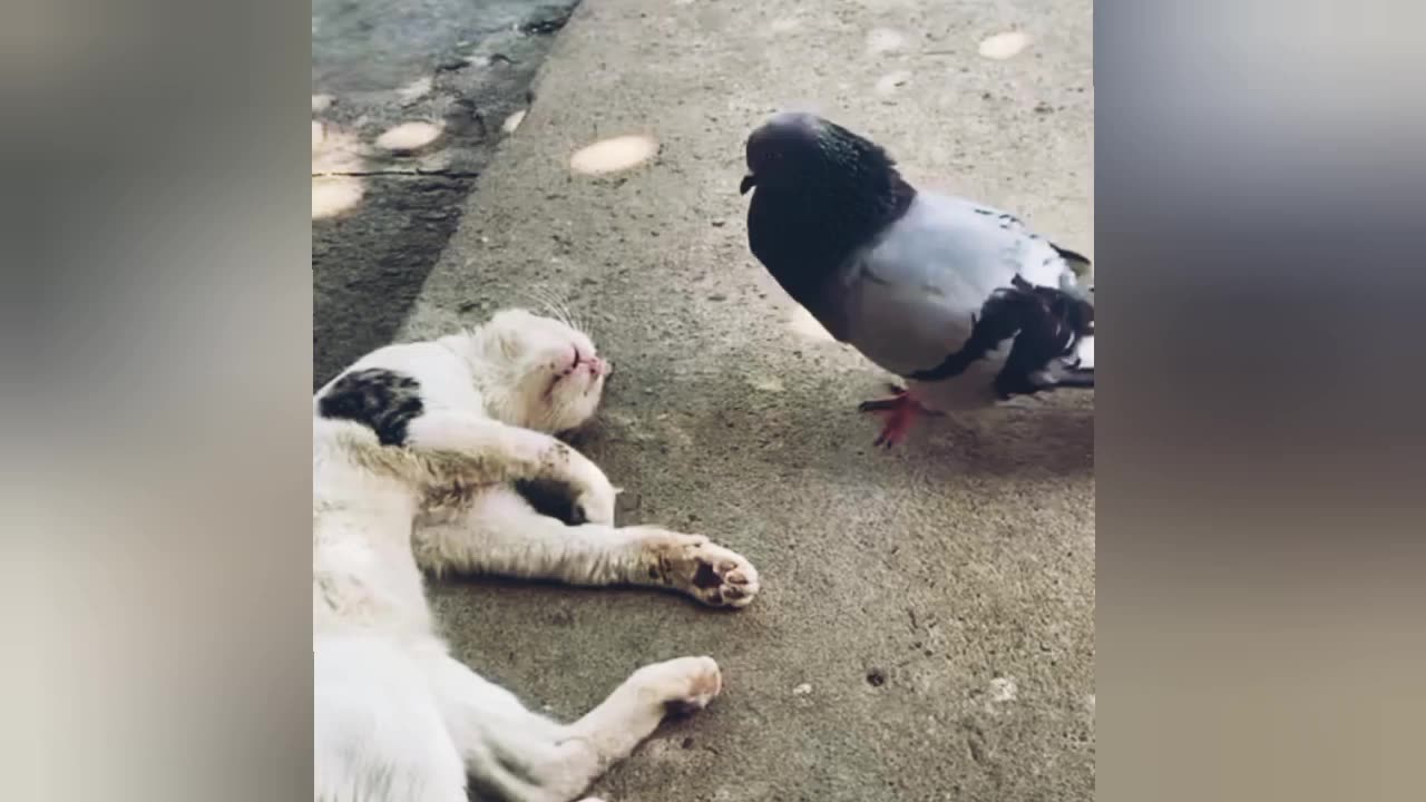 "Watch These Fails and Try Not to Laugh"