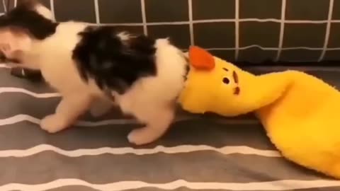 🐾 Funniest Cat Moments! 😂 Too Cute to Handle!