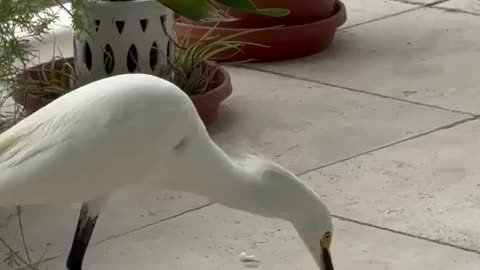 Florida wild birds become domestic for a moment when you provide their