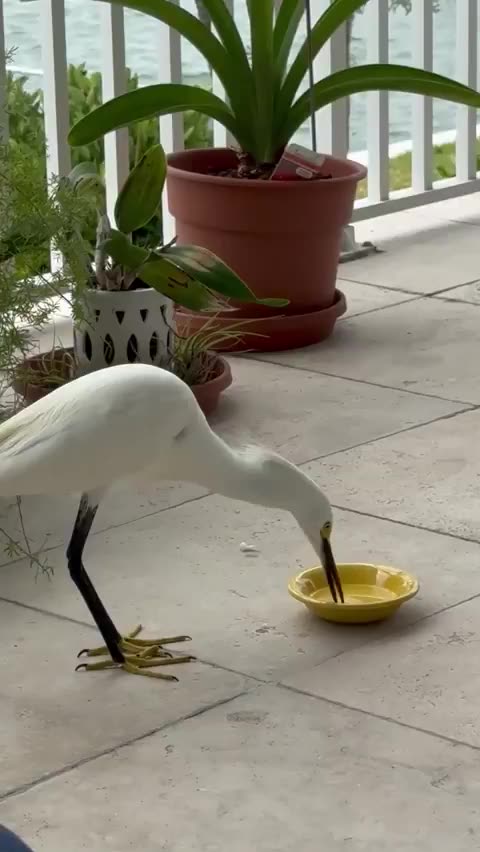 Florida wild birds become domestic for a moment when you provide their