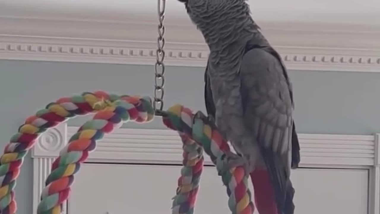 This parrot says "goood girllllll" in the funniest way! 😂