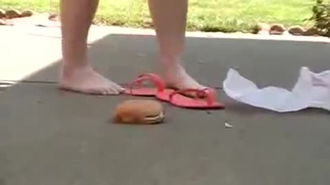 Barefoot McDonald's Crush