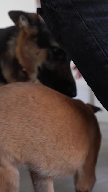 German Shepherd meets her new sister for the first time 🥹