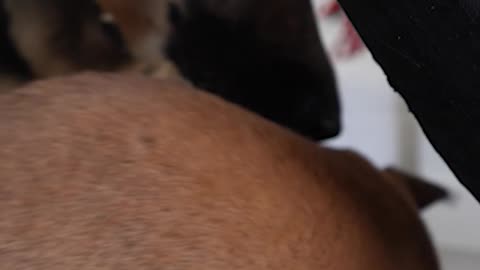 German Shepherd meets her new sister for the first time 🥹