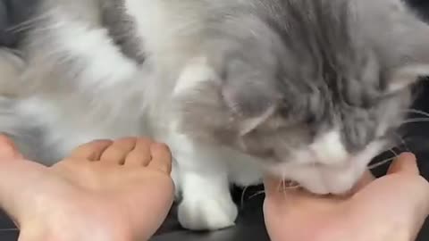 Taming the Predator.