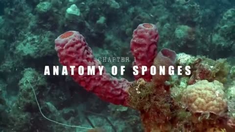 The Mysterious Realm of Deep Sea Sponges.