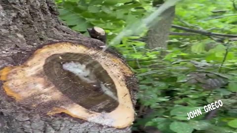 Κατι Συμβαινει με τα #ΔΕΝΤΡΑ !!!🌴🌴🧐☝☝