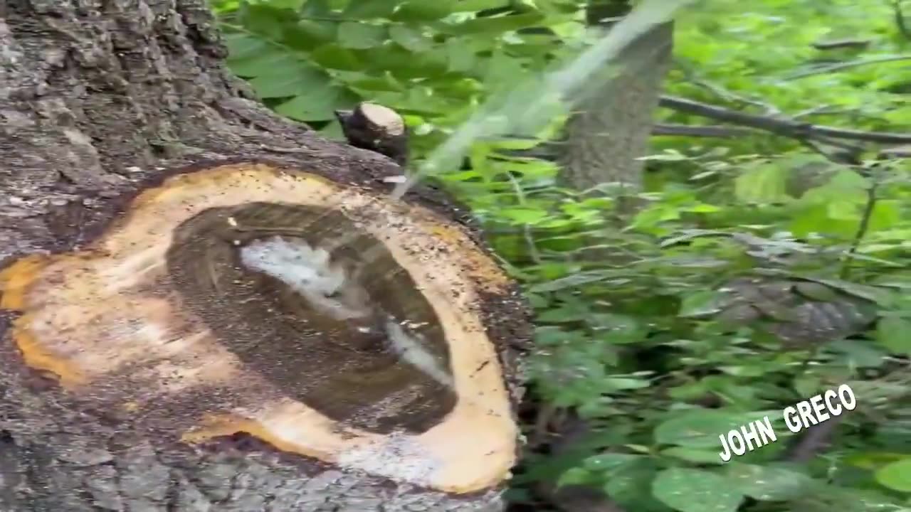 Κατι Συμβαινει με τα #ΔΕΝΤΡΑ !!!🌴🌴🧐☝☝