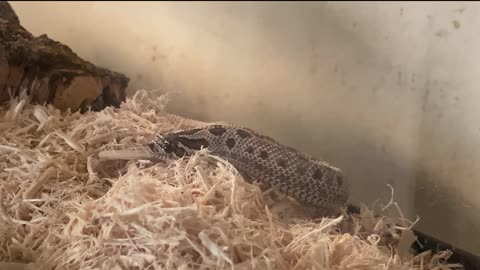 First Hognose snake