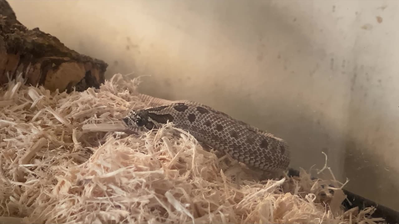 First Hognose snake