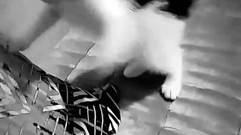Funny cat
