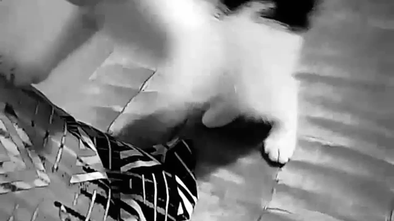 Funny cat