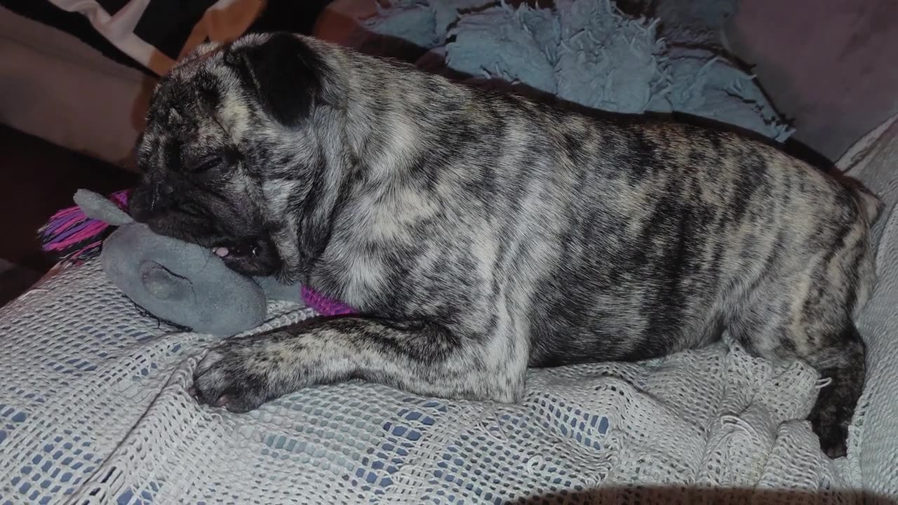 Zeus the Love Pug _ Sleepy Pug