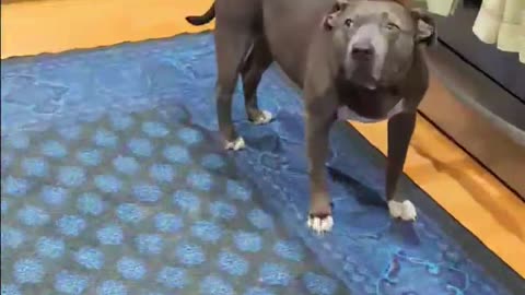 😂🐶 Pets Bring Endless Fun! | FunFM