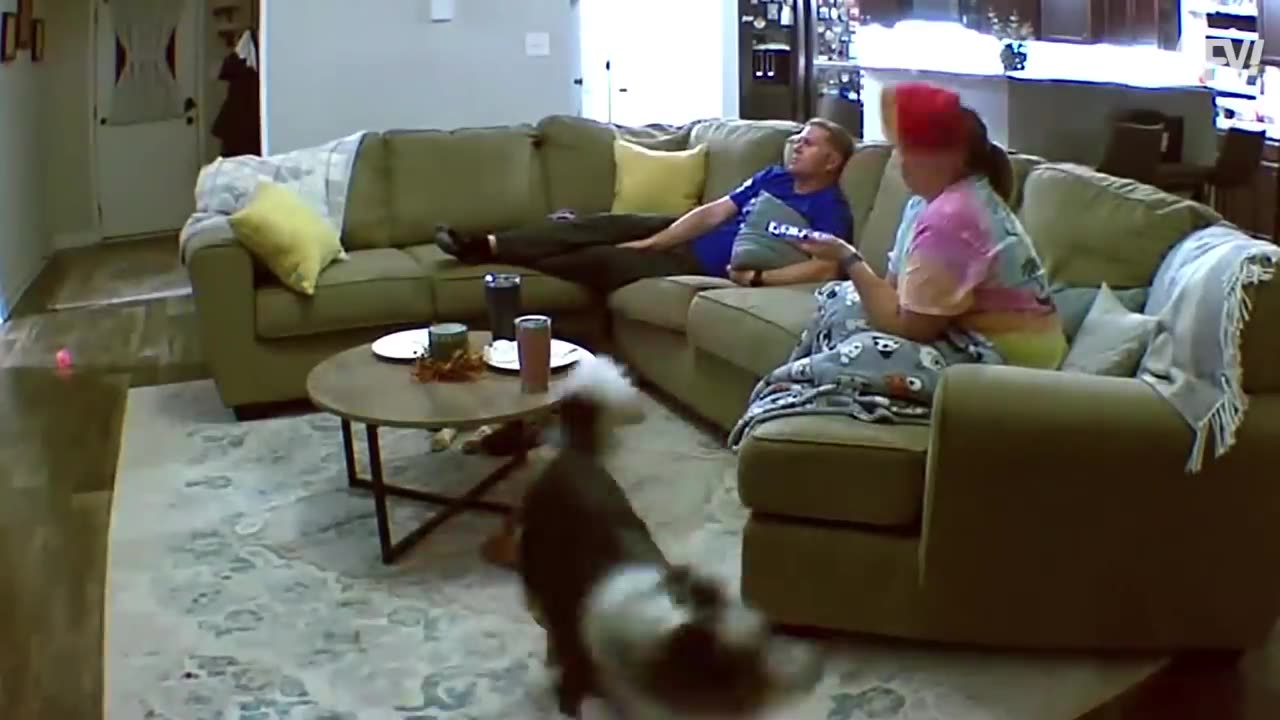 Funniest Dogs! Best Puppy Fails