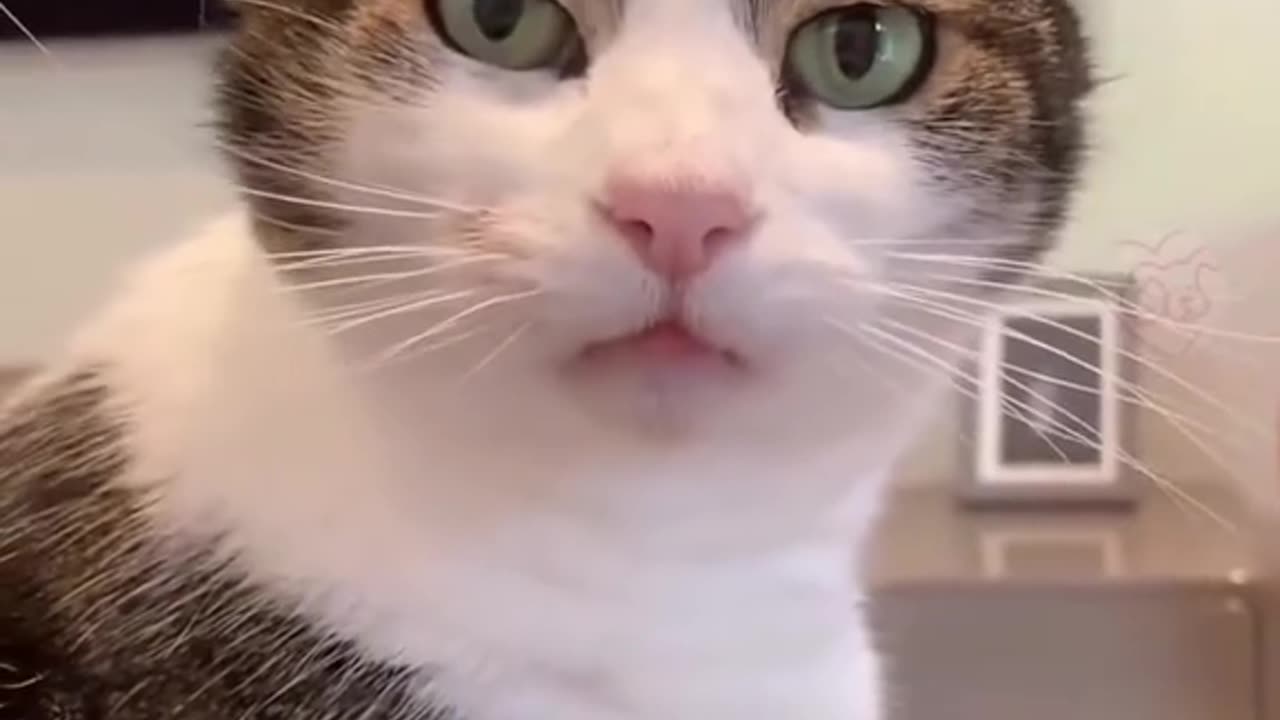 Animals funny video 19