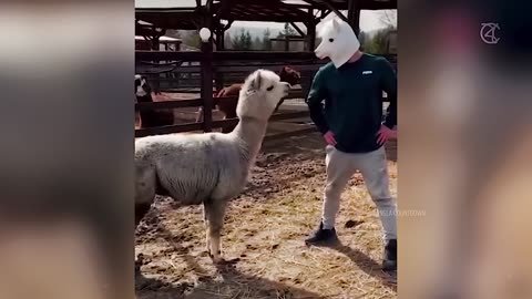 Funny Dog Video