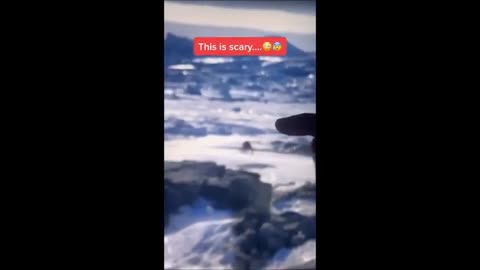 Créature géante ressemblant à un insecte repérée en Antarctique