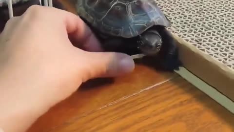 😂🛹 You Won't Believe What Happens When a Turtle Gets a Skateboard! | FeedMyCuriosity