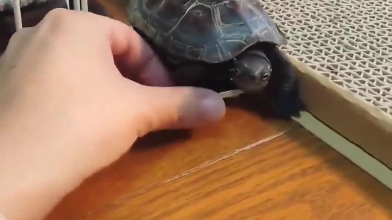 😂🛹 You Won't Believe What Happens When a Turtle Gets a Skateboard! | FeedMyCuriosity