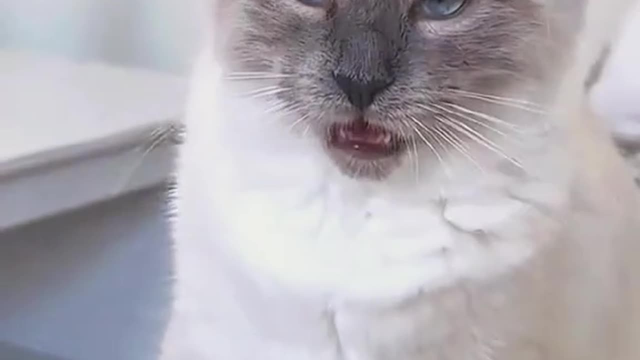 Try Not To Laughππππ