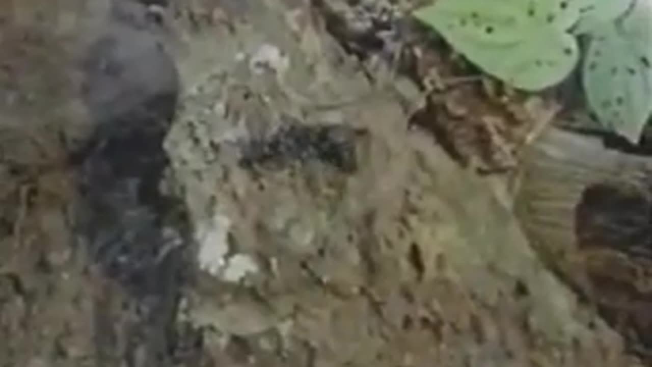 Giant Spider Turns the Tables on a Tarantula Hawk Wasp!🕷️💥🦟