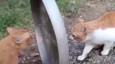 Funniest Animals LOL