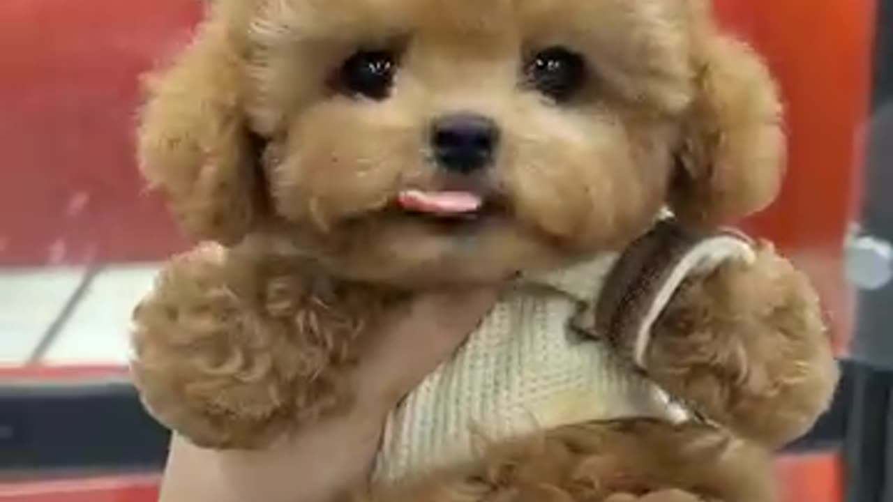 Animal funny animal