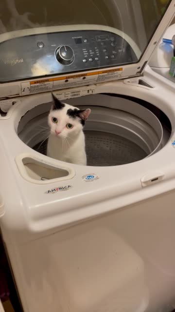 Cat Stuck in Washing Machine