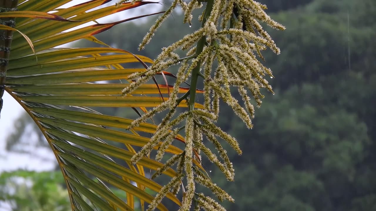 rain sound relaxing