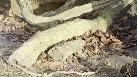 Bunny Eating Dandelion Fluff