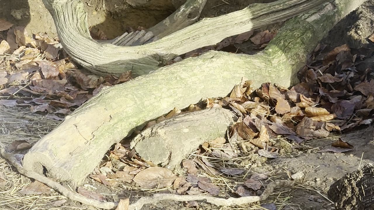 Bunny Eating Dandelion Fluff