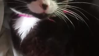 Iris and windigo
