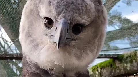 Harpy eagle 🦅