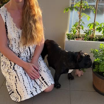 Happy International Dog Day 2025! Piper’s Fresh Food Diet Tips