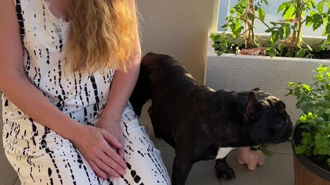 Happy International Dog Day 2025! Piper’s Fresh Food Diet Tips